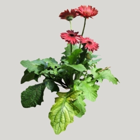 ͼʦģֲģȫ20221455