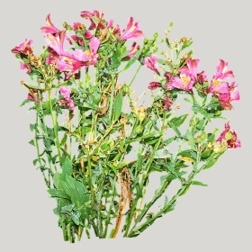 ͼʦģֲģȫ20222123