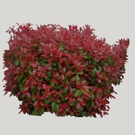 ͼʦģֲTTrees2Dֱģ180