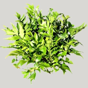 ͼʦģֲģȫ20221608