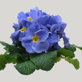 ͼʦģֲģȫ20221137