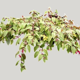 ͼʦģֲģȫ20221392