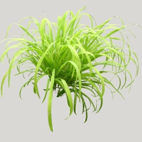 ͼʦģֲģȫ20221539