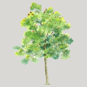 ͼʦģֲģȫ20222341