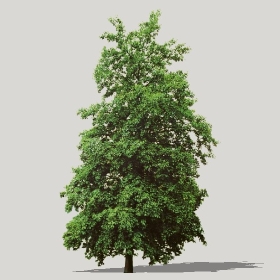 ͼʦģֲģȫ20221215