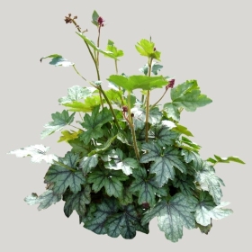 ͼʦģֲģȫ20221595