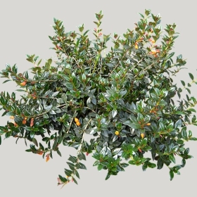 ͼʦģֲģȫ20221521