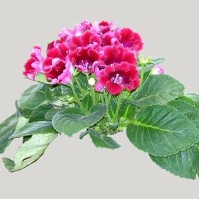 ͼʦģֲģȫ20221515