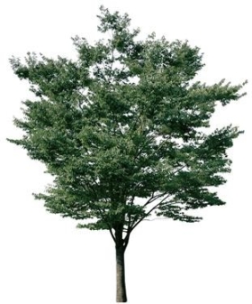 720úLtree01