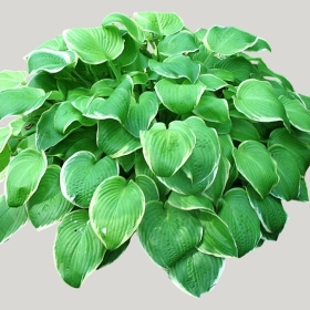 ͼʦģֲģȫ20221652