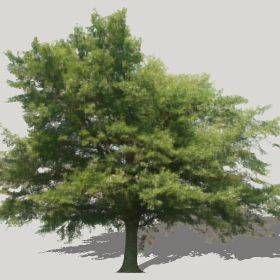 ͼʦģֲģȫ20222423