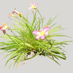 ͼʦģֲģȫ20221027