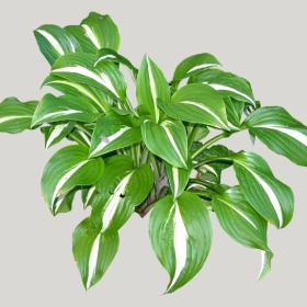 ͼʦģֲģȫ20221655