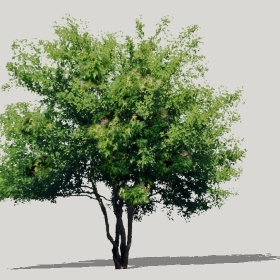 ͼʦģֲģȫ20221208