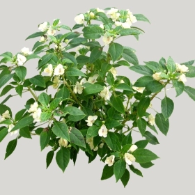 ͼʦģֲģȫ20221967