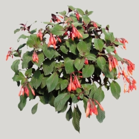 ͼʦģֲģȫ20221401