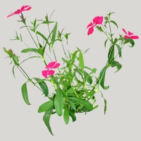 ͼʦģֲģȫ20221062