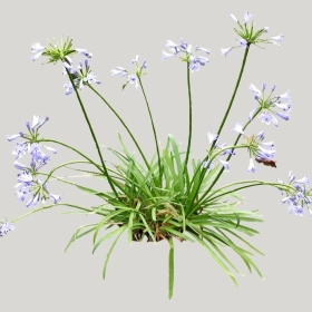 ͼʦģֲģȫ20221835