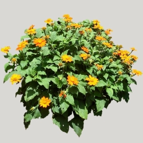 ͼʦģֲģȫ20221111