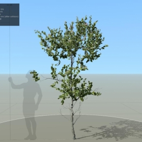 APPLE: SAPLING  (Сƻ