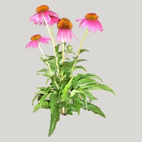 ͼʦģֲģȫ20222243