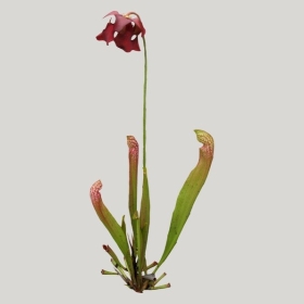 ͼʦģֲģȫ20222183