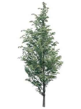 720úMtree10