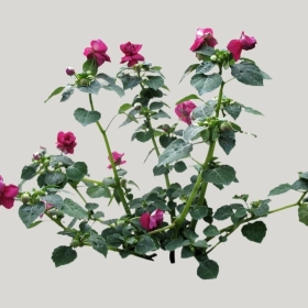 ͼʦģֲģȫ20221078