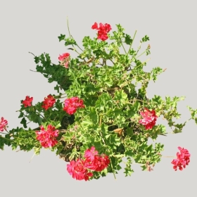 ͼʦģֲģȫ20221716