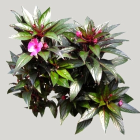 ͼʦģֲģȫ20221966