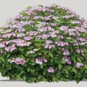 ͼʦģֲģȫ20221213