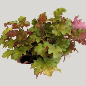 ͼʦģֲģȫ20221164