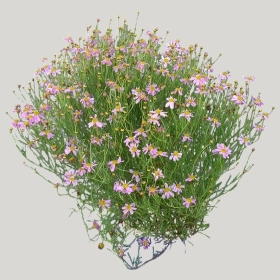 ͼʦģֲģȫ20222173