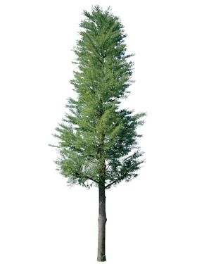 720úMtree21