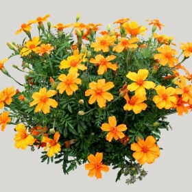 ͼʦģֲģȫ20221903