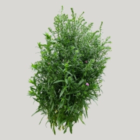 ͼʦģֲģȫ20222093