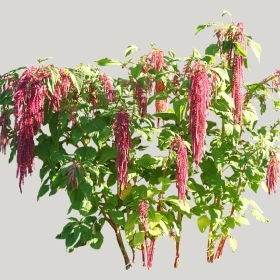 ͼʦģֲģȫ20221862