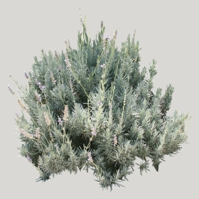 ͼʦģֲģȫ20221817