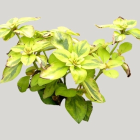 ͼʦģֲģȫ20221043