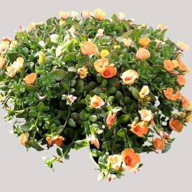 ͼʦģֲģȫ20222225