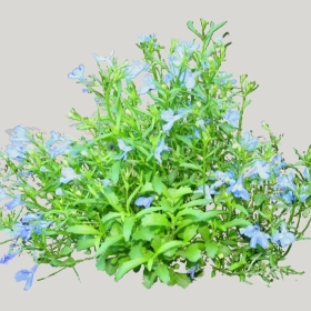 ͼʦģֲģȫ20221858