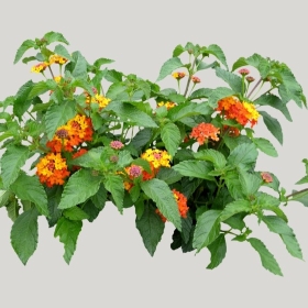 ͼʦģֲģȫ20221801