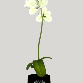 ����Ʒ_��ͼ��ʦģ��22020426329