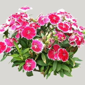 ͼʦģֲģȫ20221056