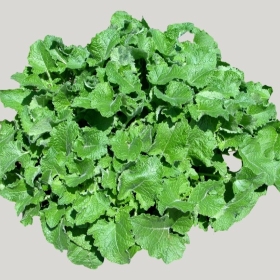 ͼʦģֲģȫ20222255