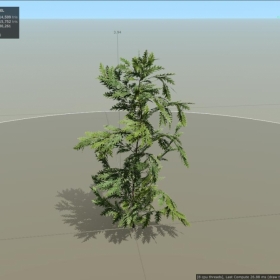 ˹ѩ  ˹ѩ Cedar_Alaskan_Sapling Cedar_Alaskan_Seedling