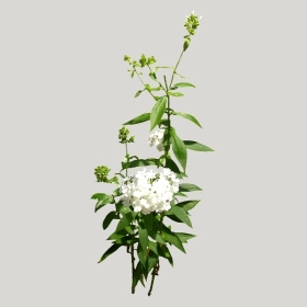 ͼʦģֲģȫ20221411