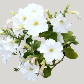 ͼʦģֲģȫ20222133