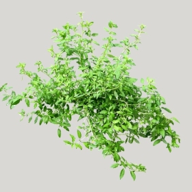 ͼʦģֲģȫ20221877