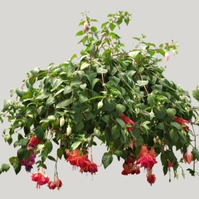 ͼʦģֲģȫ20221393